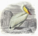 Dalmatian pelican (Pelecanus crispus)