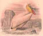 Dalmatian pelican (Pelecanus crispus)