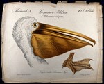 Dalmatian pelican (Pelecanus crispus)