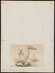 Dalmatian pelican (Pelecanus crispus)