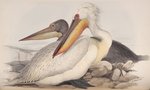 Dalmatian pelican (Pelecanus crispus)