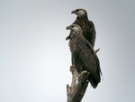 Madagascan fish eagle (Haliaeetus vociferoides)