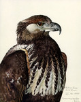 African fish eagle (Haliaeetus vocifer)