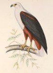 African fish eagle (Haliaeetus vocifer)