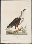 African fish eagle (Haliaeetus vocifer)