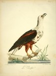 African fish eagle (Haliaeetus vocifer)