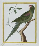 Alexandrine parakeet (Psittacula eupatria)