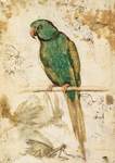 Alexandrine parakeet (Psittacula eupatria)