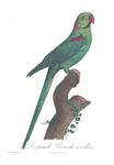 Alexandrine parakeet (Psittacula eupatria)