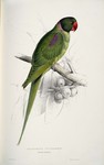 Alexandrine parakeet (Psittacula eupatria)