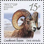 Snow Sheep (Ovis nivicola)