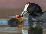 Red-knobbed Coot; Crested Coot (Fulica cristata): An adult feeding a chick