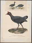 Red-knobbed Coot; Crested Coot (Fulica cristata)