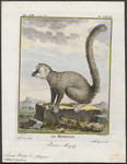 Mongoose Lemur (Eulemur mongoz)