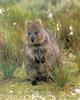 Awhat25.jpg - Quokka