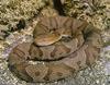 Copperhead snake