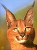 Phoenix Rising Jungle Book 003 - Caracal