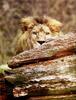 Phoenix Rising Jungle Book 011 - African Lion