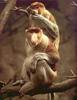 Phoenix Rising Jungle Book 012 - Proboscis Monkeys (pair)