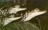 Phoenix Rising Jungle Book 014 - American Alligators