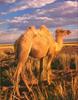 Phoenix Rising Jungle Book 015 - Bactrian Camel