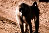 Baboon