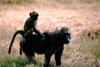 Baboons - mom and baby
