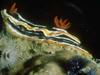 Nudibranch