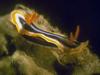 Nudibranch