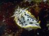 Nudibranch