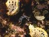 Nudibranch