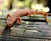 Newt