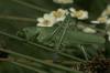 Katydid
