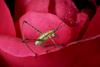 Katydid instar