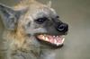 Spotted Hyena