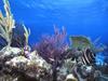 Angelfish