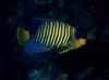 Regal Angelfish