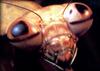 [Animal Eyes] mantis