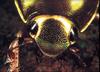 [Animal Eyes] Bug