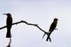 Bee-eaters