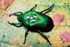 Beetles