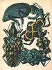 Animal Art : Beetles