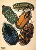 Animal Art : Beetles