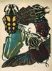 Animal Art : Beetles