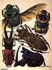 Animal Art : Beetles