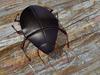 Beetle
