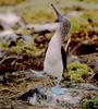 Blue-footed booby