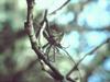 Bugs