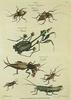Animal Art : Bugs