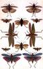 Animal Art : Insect